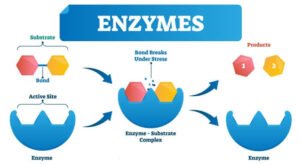 Download Protein and Enzyme II past paper for revision