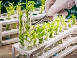 Past Paper on Plant Breeding and Seed Technology for Revision