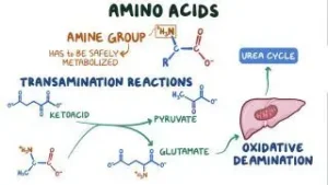 Metabolism of Amino Acids and Nitrogenous Compounds Past Paper