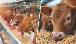 Download Animal Nutrition and Livestock Feeding exam past paper for agriculture students. Revise nutrients, feed formulation, ration calculations, and livestock feeding systems using real exam questions.