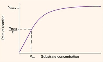 Download Enzyme Kinetics past paper for revision. Access free PDF exam questions, practice calculations, understand exam patterns, and boost confidence for biochemistry and related courses.