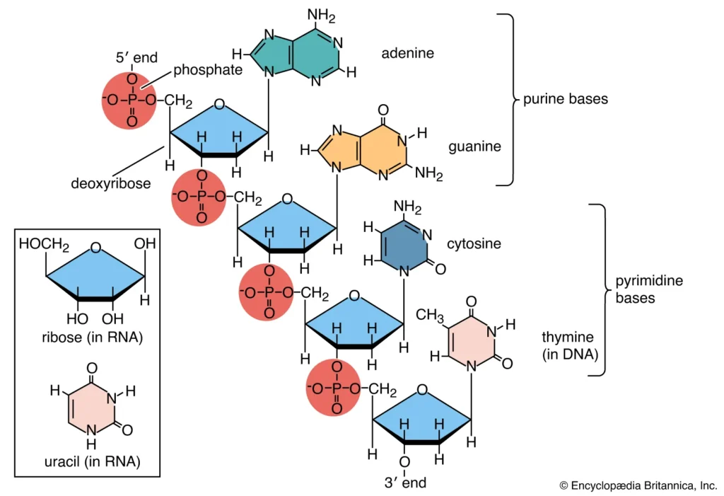 Download Chemistry of 1° Biomolecules Past Paper for Revision