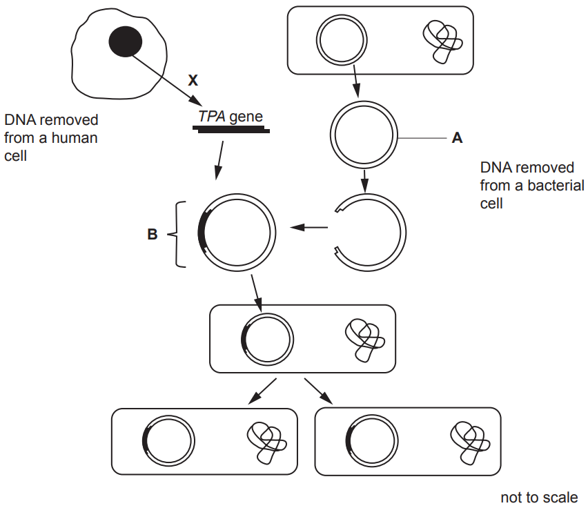 Download Genetics Exam Past Paper for Biology/Biotech Students