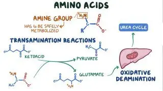 Metabolism of Amino Acids and Nitrogenous Compounds Past Paper
