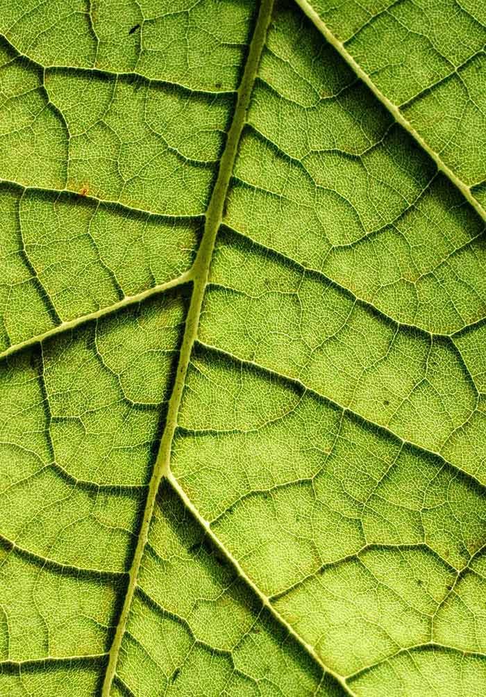 Applied Biogeography Exam Past Paper