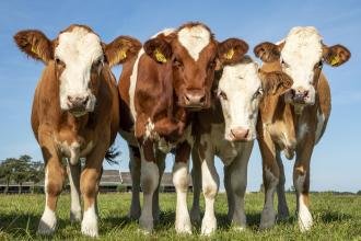 Animal Health And Diseases Exam Past Paper