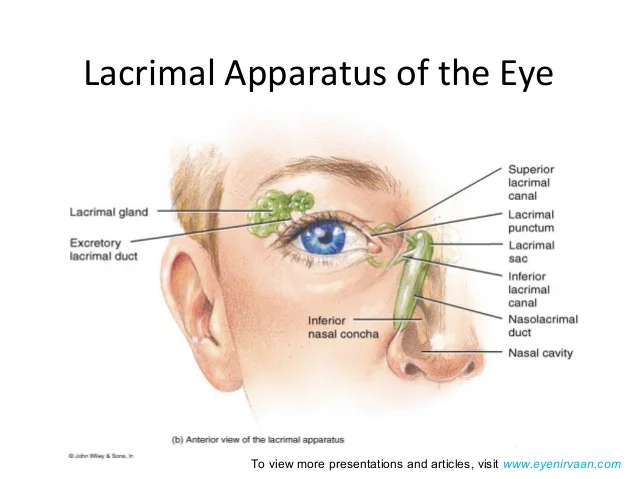 Ocular Anatomy and Physiology Past Paper Exam